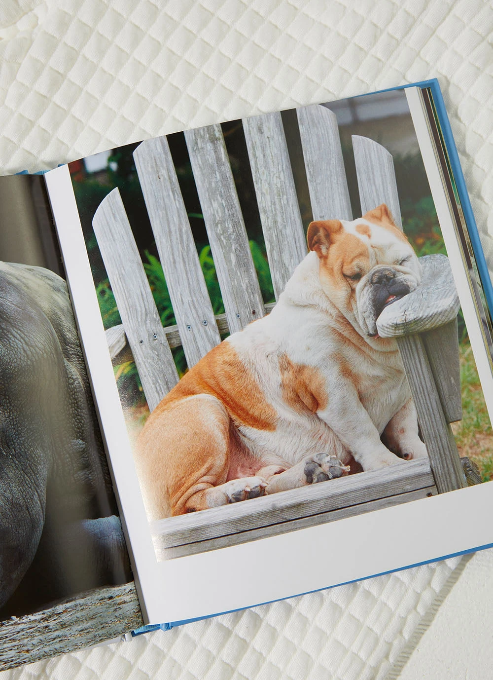 Harper Collins This Book Is Literally Just Pictures Of Snoozy Animals That Will Make You Sleep Better - Smith Street Books New & Most Loved 4 Harper Collins This Book Is Literally Just Pictures Of Snoozy Animals That Will Make You Sleep Better - Smith Street Books New & Most Loved