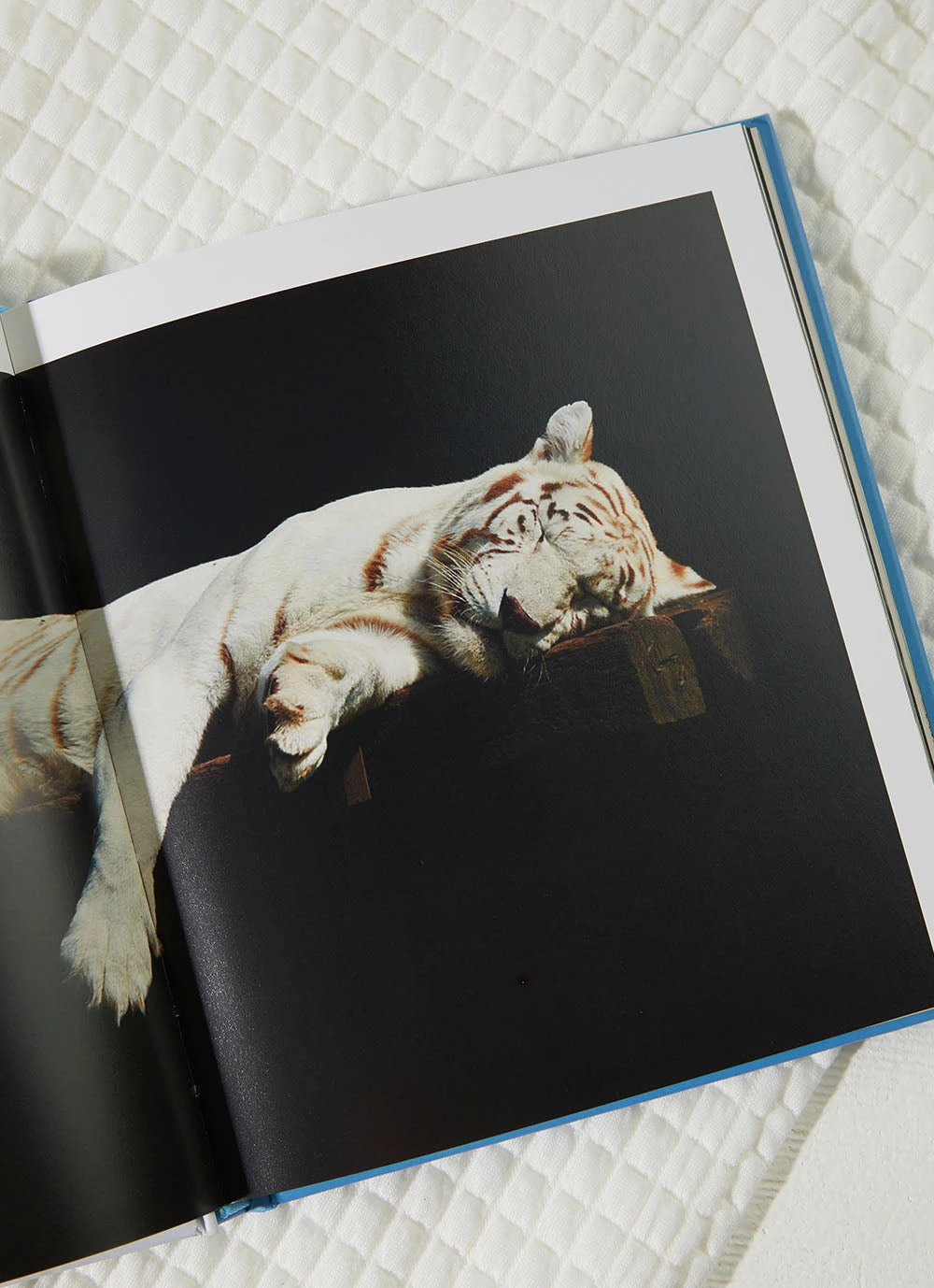 Harper Collins This Book Is Literally Just Pictures Of Snoozy Animals That Will Make You Sleep Better - Smith Street Books New & Most Loved 5 Harper Collins This Book Is Literally Just Pictures Of Snoozy Animals That Will Make You Sleep Better - Smith Street Books New & Most Loved